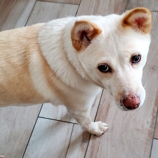 人のそばとお散歩が大好き！穏やかな女の子こと