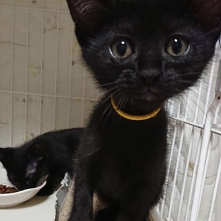 ふわふわでとても可愛い黒猫子猫の海斗！