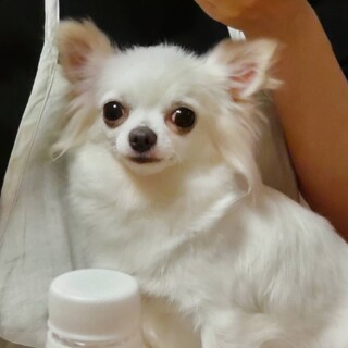 人が大好きなチワワ♀にこチャン