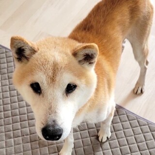 ボール遊び大好き！元気いっぱい柴犬の男の子♪