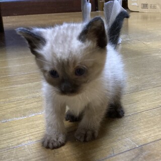終生飼える方求む