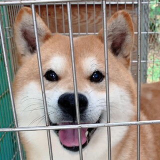 ☆ヤンチャなイケメン柴犬くん♂☆