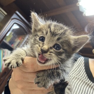 終生飼える方求む