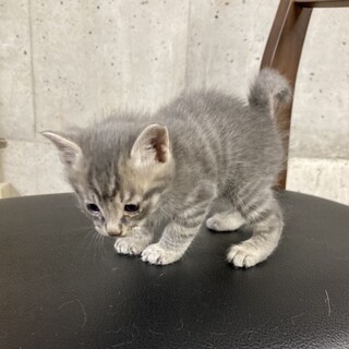 終生飼える方求む