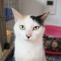 【ミーロ】おかげさまで里親様が決まりました。