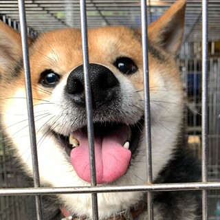 ☆笑顔が素敵な柴犬の男の子♂☆