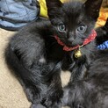 子猫の里親さん募集します。