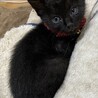 子猫の里親さん募集します。 サムネイル2