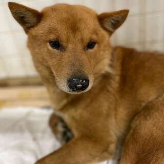 期限があり5/24金曜朝までです、動画あります！