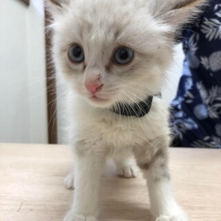 とっても可愛いチビにゃん、ふわふわシャム系ヒナ君！