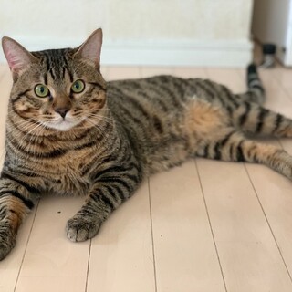 甘えん坊のベンガルMIXの男の子