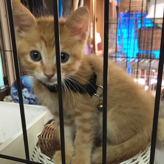 とっても可愛い兄弟チビにゃん、茶トラの茶々君！