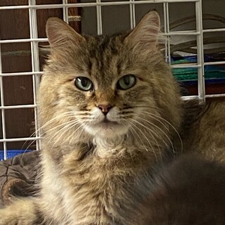 ヒマラヤンのような毛並みの女の子