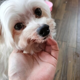 マルチーズ　♀　７歳　ピュアちゃん