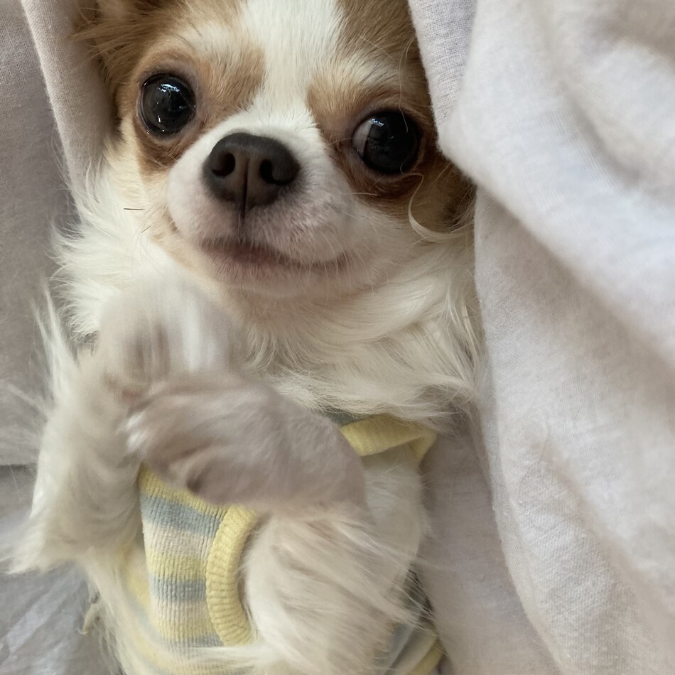 みみのカバー写真