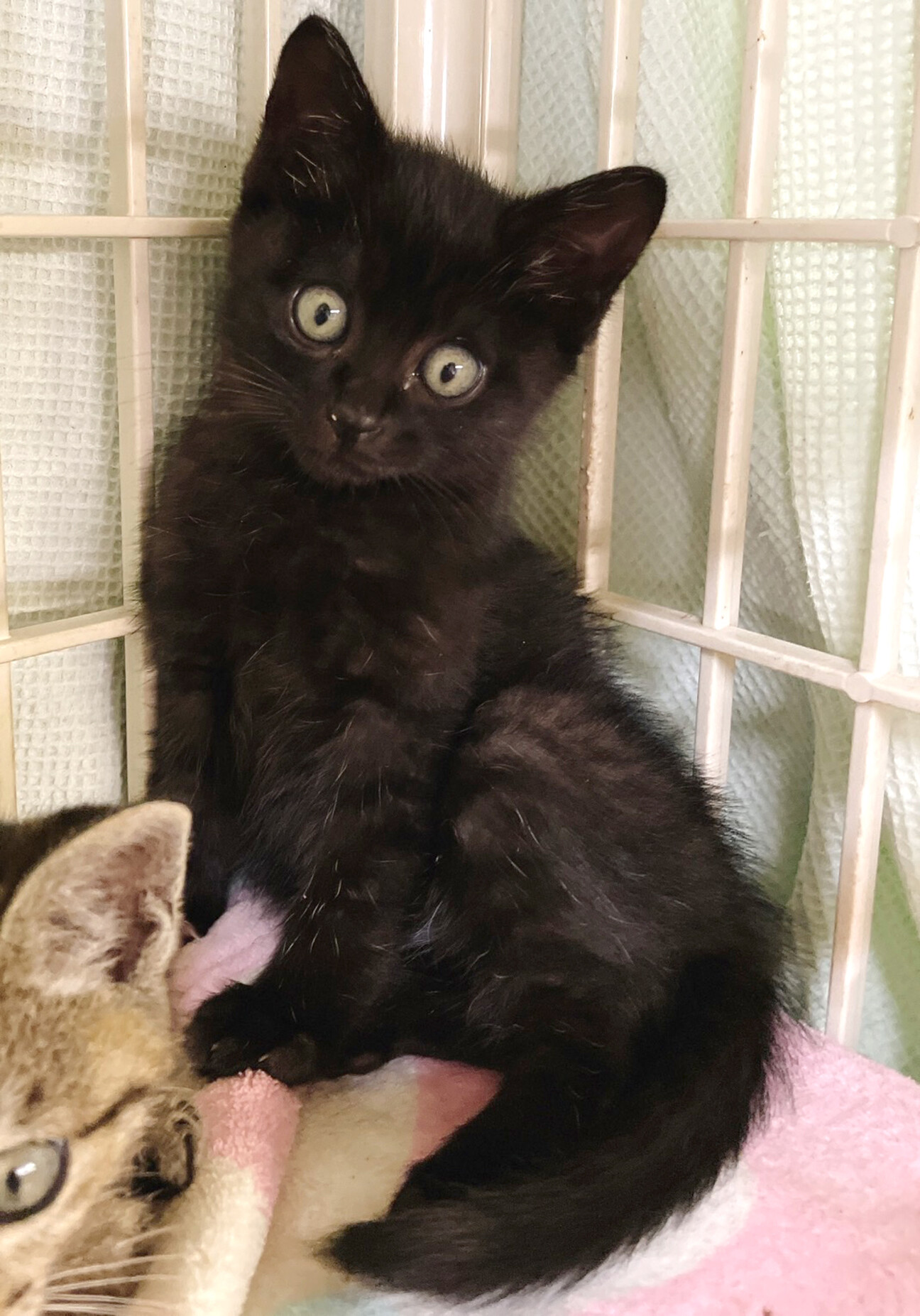 かわいい黒猫のくろちゃん 東京都 猫の里親募集 ペットのおうち 月間利用者150万人