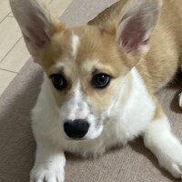 ゆめ
