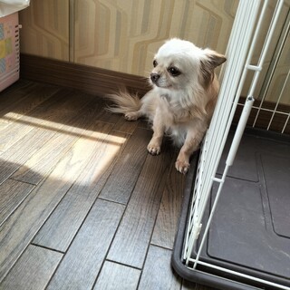 チワワ　♂　ホワイト＆チョコタン　7歳