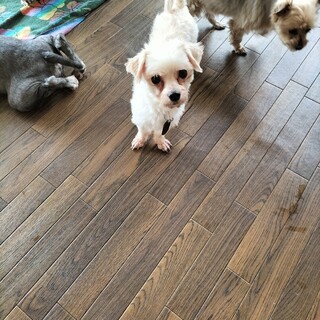 マルチーズ　♀　エルムちゃん　8歳