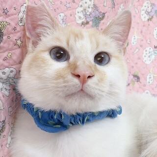 【5/22東日本橋】シャム系ブルーアイ♡シロくん