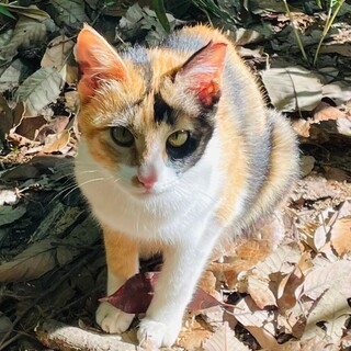 ハートのしっぽの三毛猫さん！ 