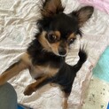 1才6か月のチワワ君