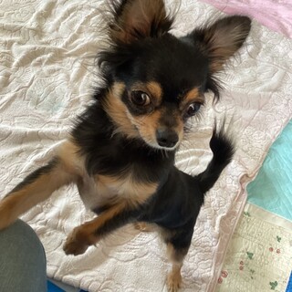 1才6か月のチワワ君