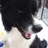 保護犬、ボーダーコリー♂パン君　人が大好きです サムネイル2