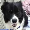 保護犬、ボーダーコリー♂パン君　人が大好きです サムネイル3