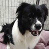 保護犬、ボーダーコリー♂パン君　人が大好きです サムネイル5