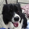 保護犬、ボーダーコリー♂パン君　人が大好きです サムネイル4