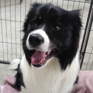 保護犬、ボーダーコリー♂パン君　人が大好きです