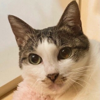 5/22　譲渡会参加予定☆いちごちゃん