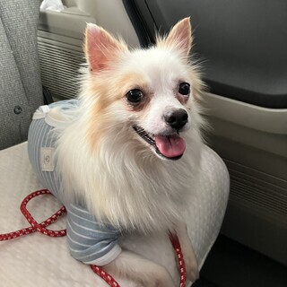 元気印チワワのひまわり君　里親さま募集中です❣️