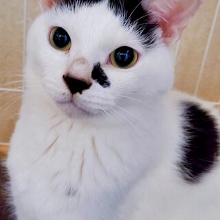 ツンデレお猫さまෆ⃛ゆきくん