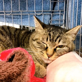 5/22千葉ෆ⃛写真が苦手...ෆ⃛さくらちゃん