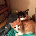 子猫３匹