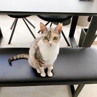 5/22千葉ෆ⃛おてんば三毛女子ෆ⃛ツナちゃん