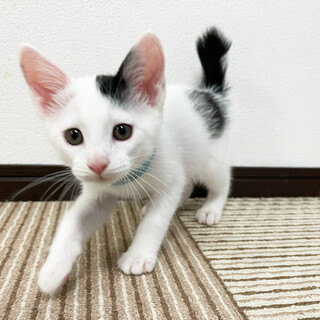 【決定】人懐っこくて甘えん坊