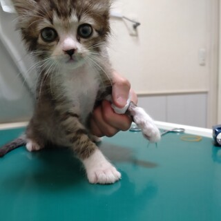 個性豊かなキジ白ボーイ★ちから★元気っ子