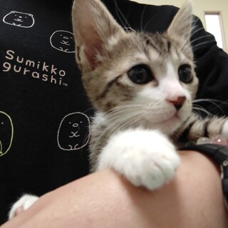 好奇心旺盛★やすこ★キジ白ボブテイル