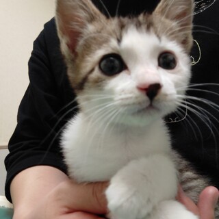 穏やかな子★きぬ★キジ白ガール