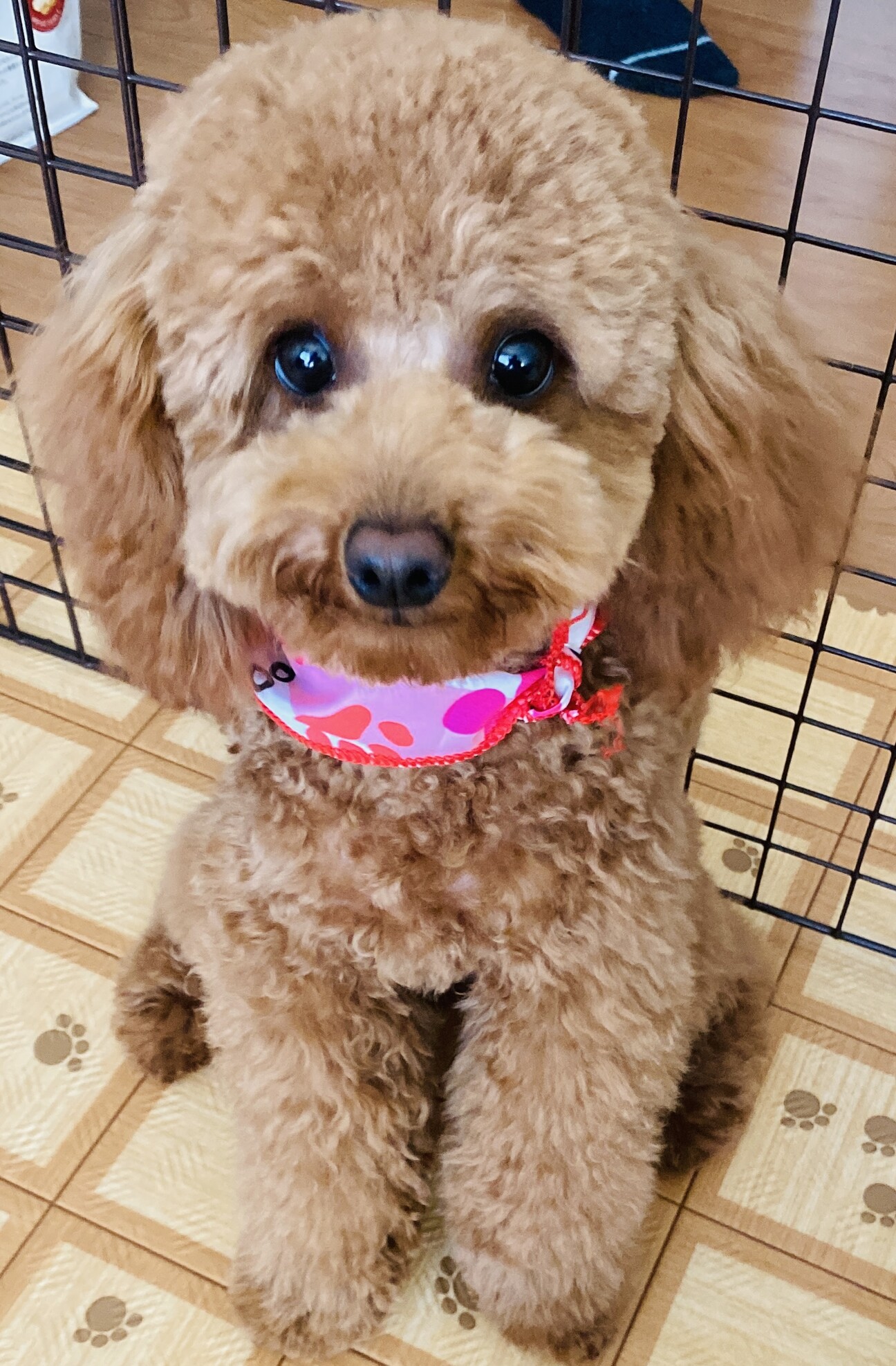 ガーデン遊び大好きトイプードル 愛知県 犬の里親募集 ペットのおうち 月間利用者150万人