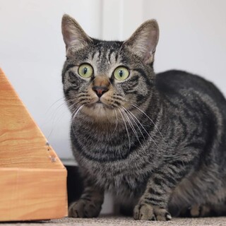 キジトラ 専務くん 里親様募集