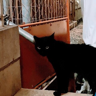 近所で保護しました。