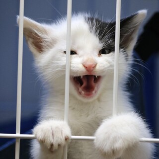 ありがとうございました(*ฅ́˘ฅ̀*)