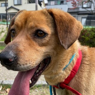 ビーグル雑種　ひっつき虫甘えたジョン万次郎