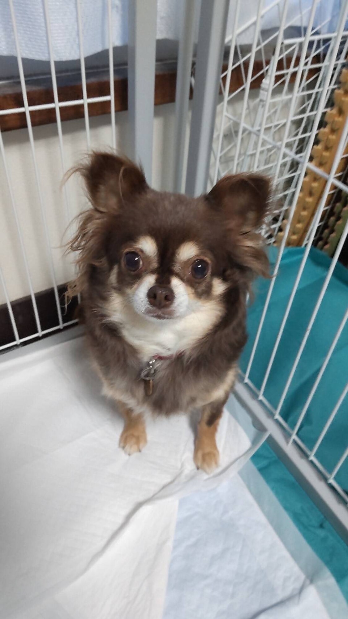 可愛いチワワのチップちゃん 神奈川県 犬の里親募集 ペットのおうち 月間利用者150万人