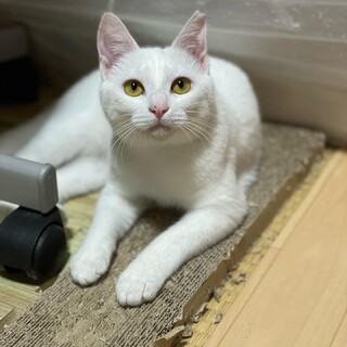 真っ白な女の子♡猫好きなメレちゃん