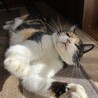 かるたねこ